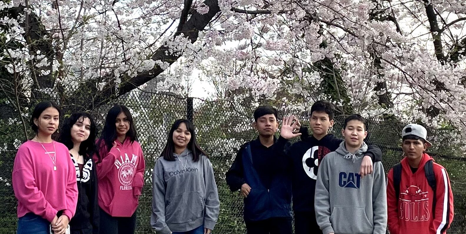 Students View Cheery Blossoms Before They Draw
